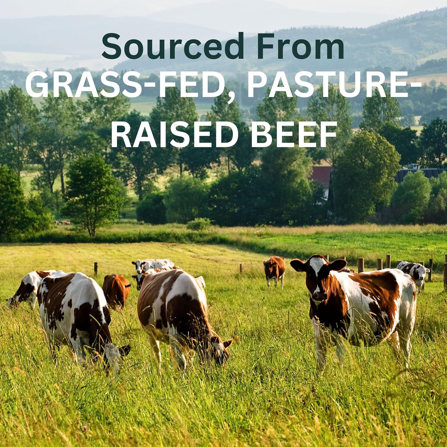Grass Fed Beef Gelatin Powder. Pasture Raised, Grass-Fed Gelatin, Non-Gmo, Paleo Friendly (24 Oz). Unflavored Gelatin Powder. Easy to Mix Protein Supplement.